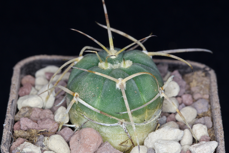 Gymnocalycium cardenasianum v. armatum VS 300