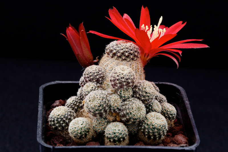 Rebutia densipectinata KK 849