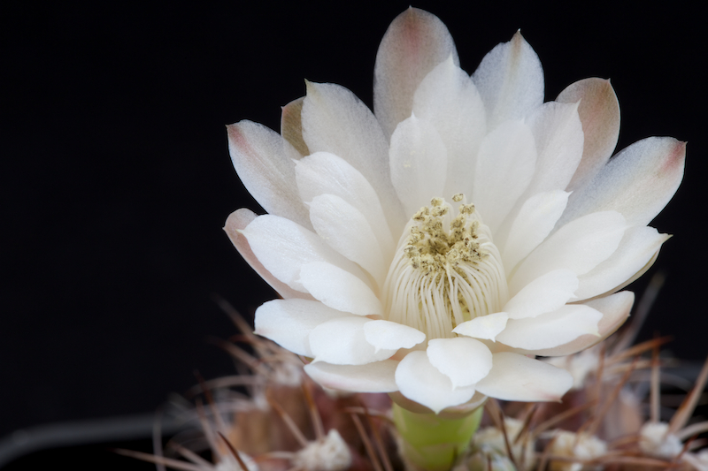 Gymnocalycium damsii 