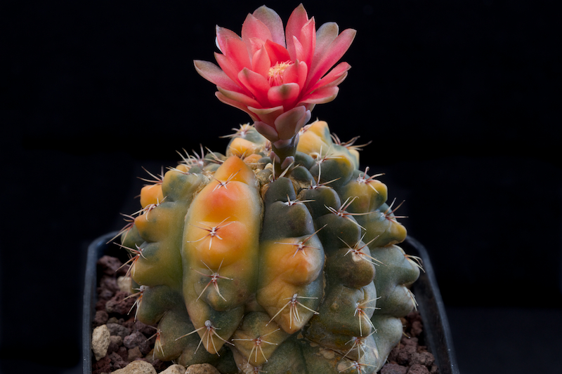 Gymnocalycium baldianum f. variegatum 