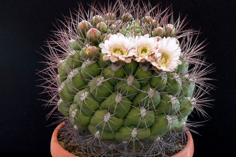 Gymnocalycium saglionis 