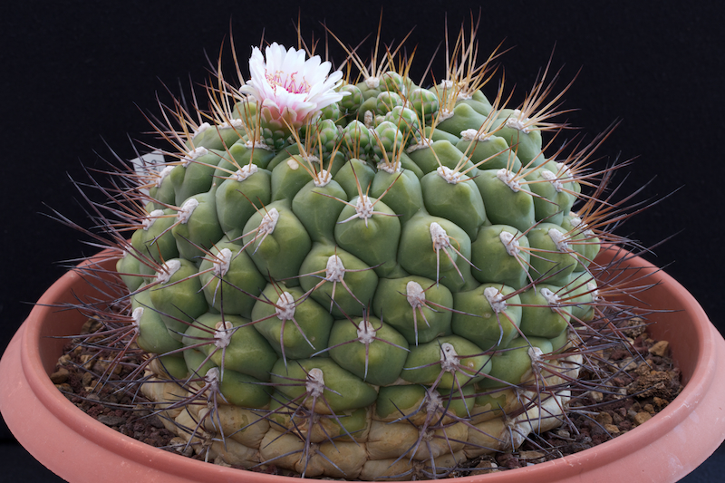 Gymnocalycium pflanzii 