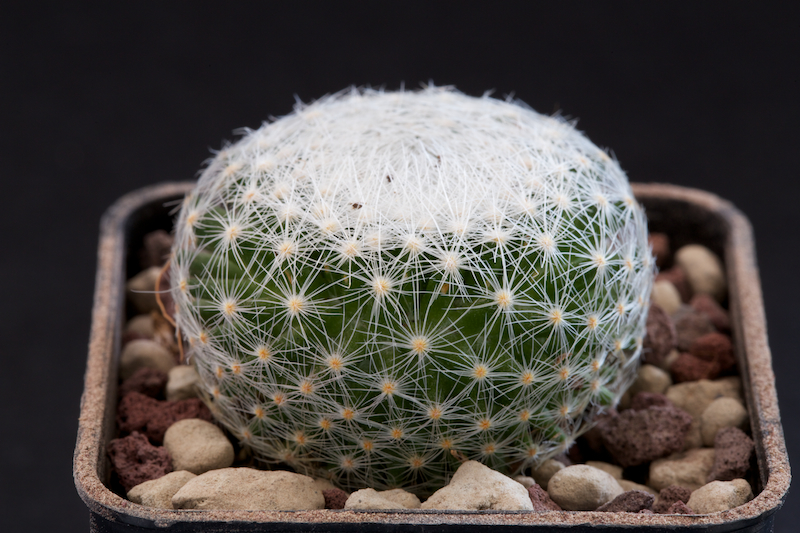 Mammillaria lenta 