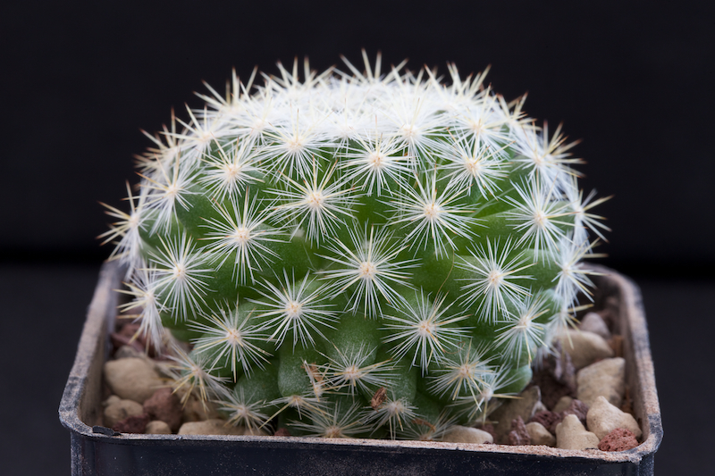 Mammillaria candida ssp. ortizrubiona 