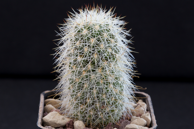 Mammillaria phitauiana SB 1259