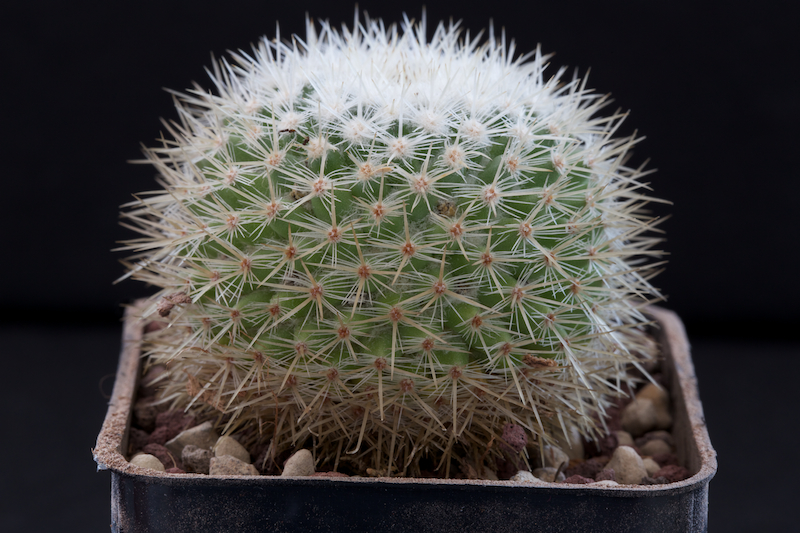 Mammillaria albilanata ssp. tegelbergiana REPP 962