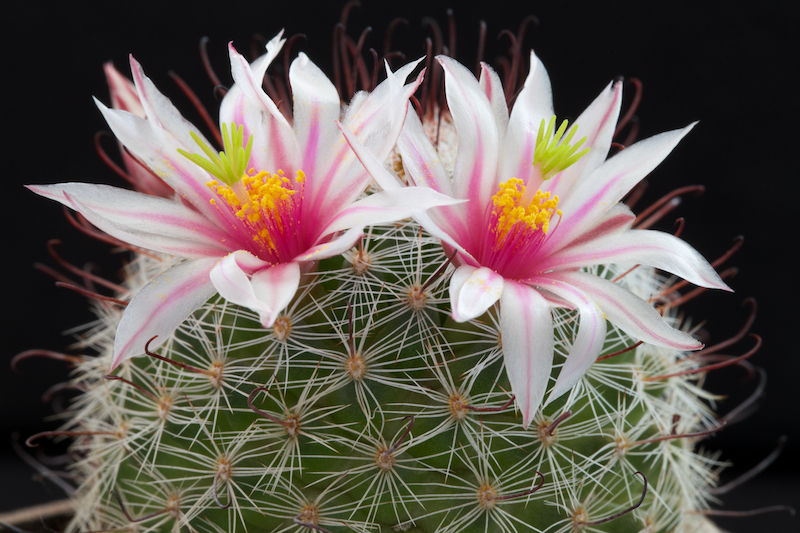 Mammillaria grahamii 