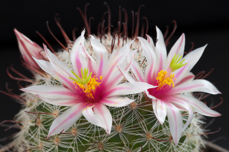 Mammillaria grahamii 