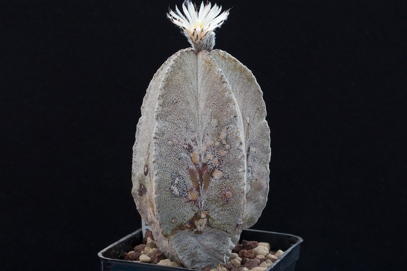 Astrophytum myriostigma v. columnare 