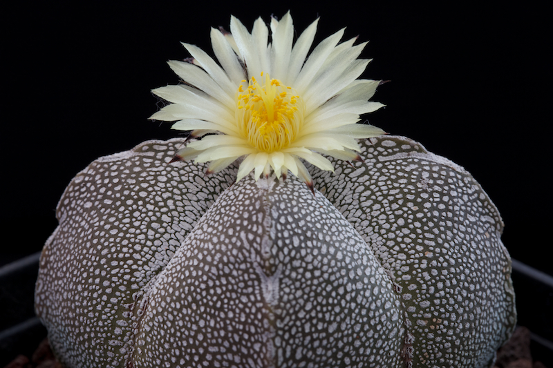 Astrophytum myriostigma f. quadricostatum cv. onzuka 