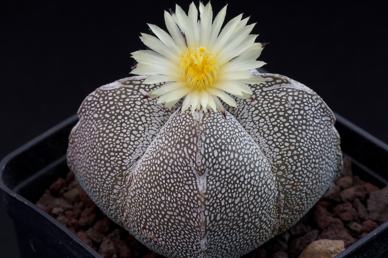 Astrophytum myriostigma f. quadricostatum cv. onzuka 