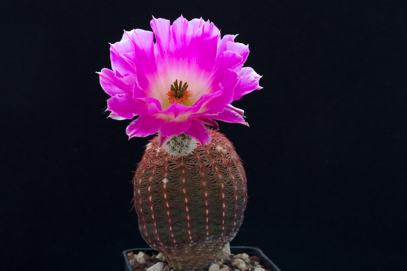 Echinocereus  rigidissimus 