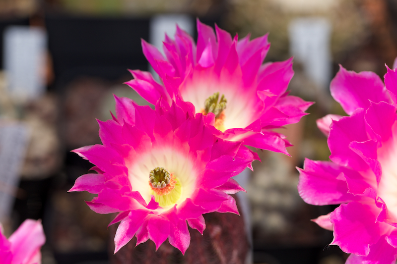 Echinocereus rigidissimus v. rubispinus 