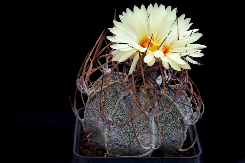 Astrophytum capricorne v. niveum 