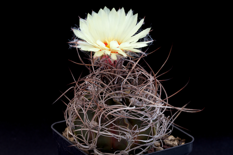 Astrophytum capricorne v. crassispinum 