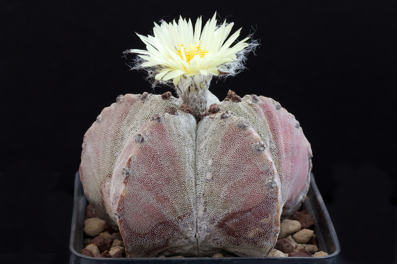 Astrophytum myriostigma v. potosinum 