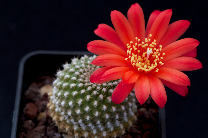 Rebutia krainziana 