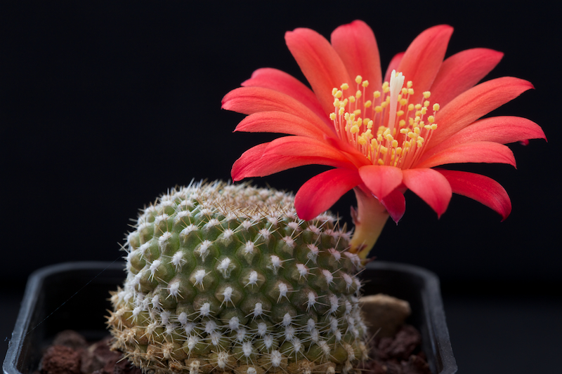 Rebutia krainziana 