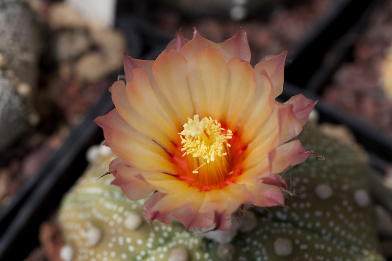 Astrophytum asterias cv. star shape 