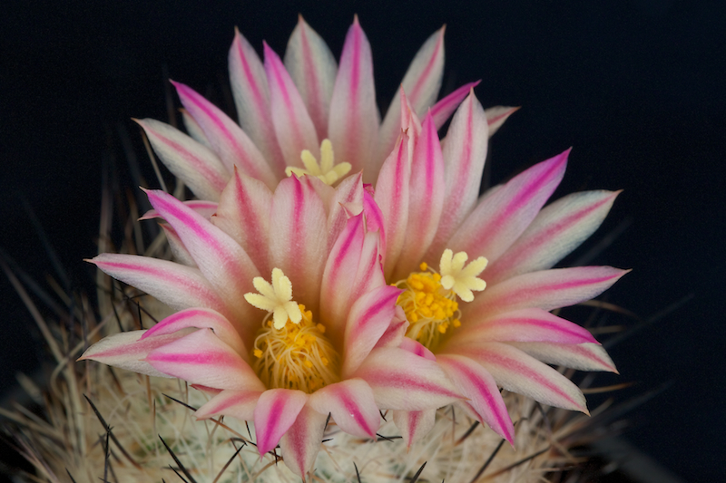 Turbinicarpus subterraneus v. zaragozae 