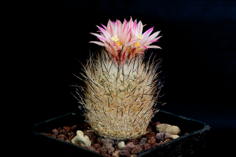 Turbinicarpus subterraneus v. zaragozae 