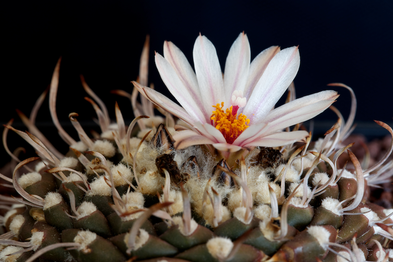 Turbinicarpus bonatzii 