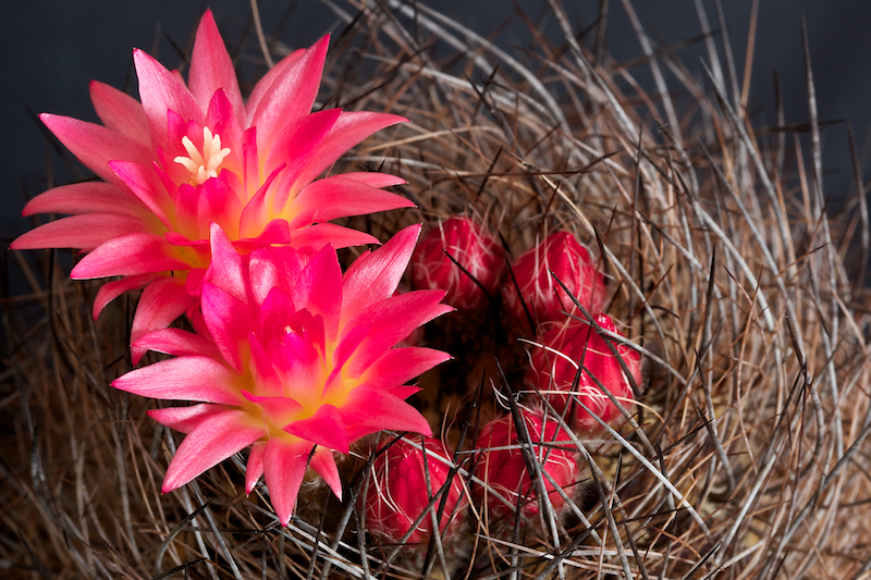 Neoporteria multicolor 