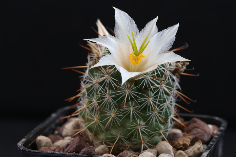 Mammillaria hutchisoniana ssp. louisae 