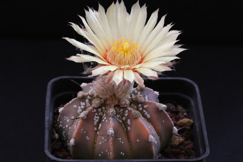 Astrophytum capricorne v. aureum x asterias cv. super kabuto 