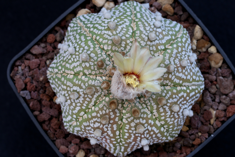 Astrophytum asterias cv. super kabuto star shape 