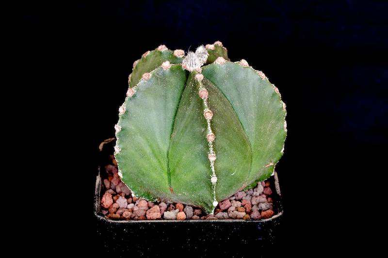 Astrophytum myriostigma v. nudum 