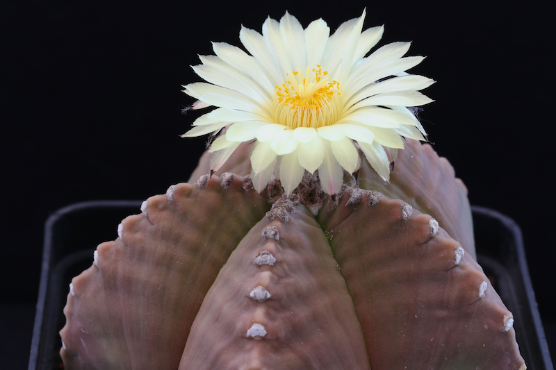 Astrophytum myriostigma cv. costa 