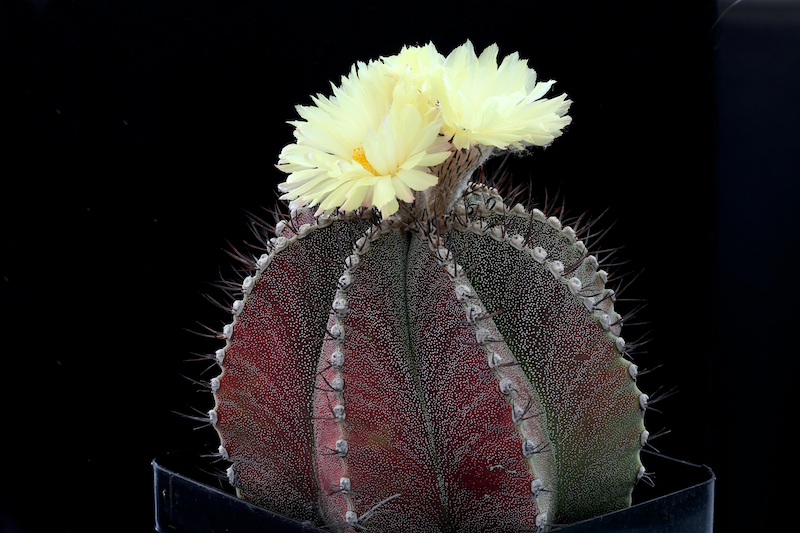 Astrophytum myriostigma x ornatum 