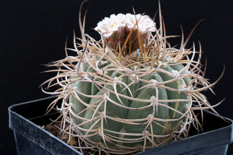 Gymnocalycium cardenasianum 