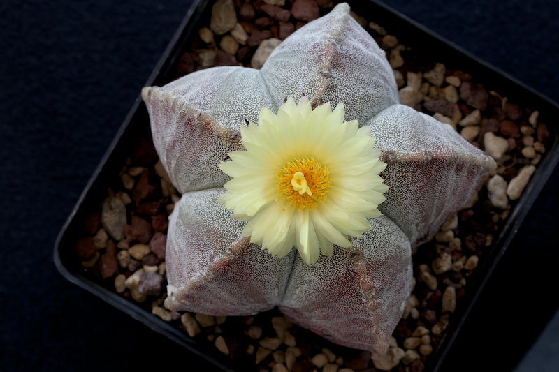 Astrophytum myriostigma 