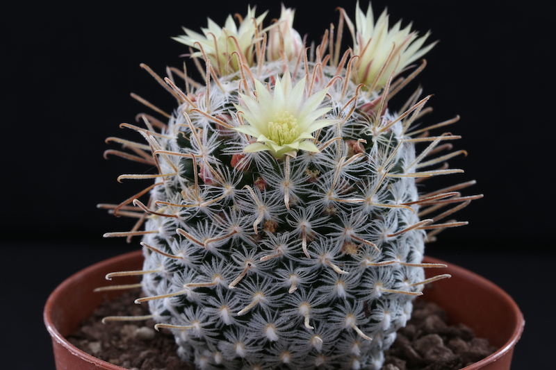 Mammillaria nana ssp. duwei 