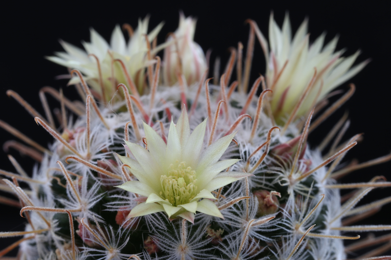 Mammillaria nana ssp. duwei 