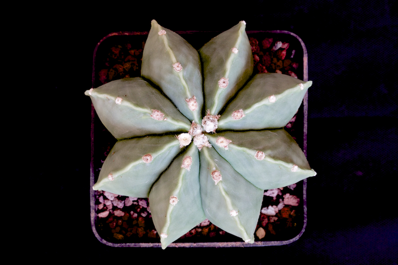 Astrophytum myriostigma v. nudum 