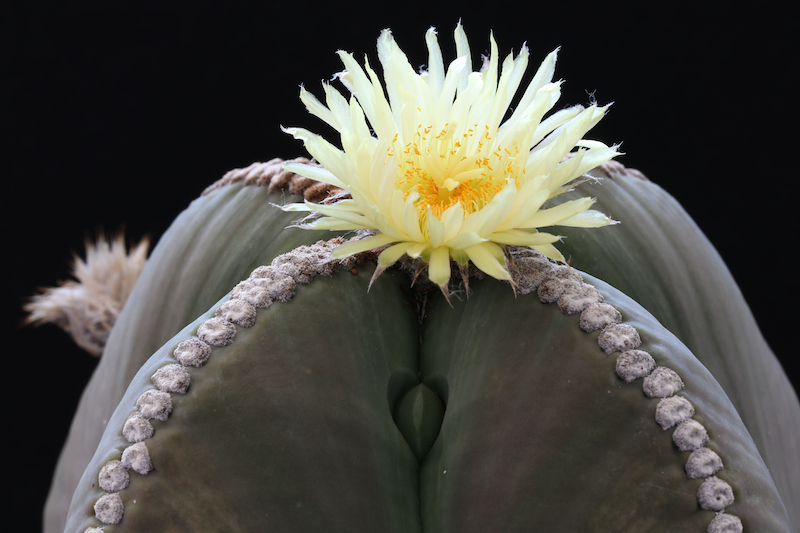 Astrophytum myriostigma v. nudum 