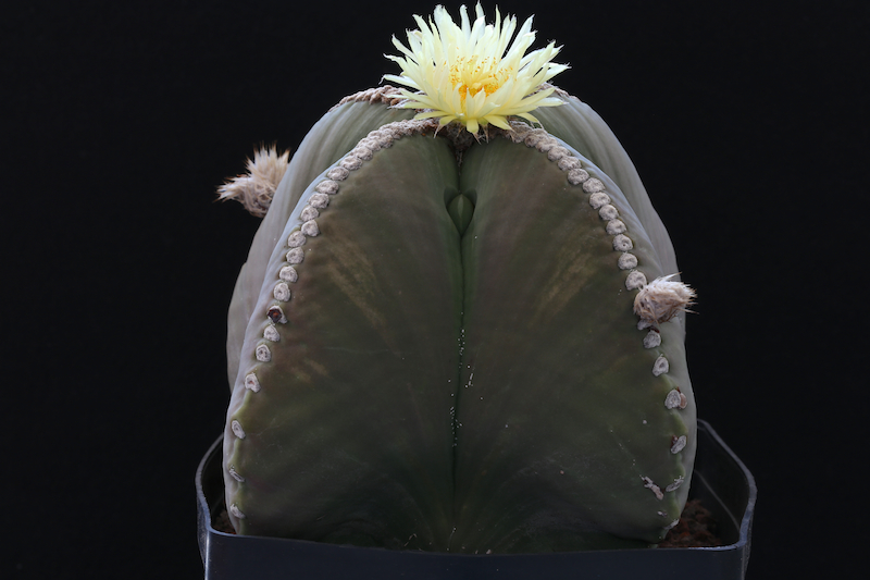 Astrophytum myriostigma v. nudum 