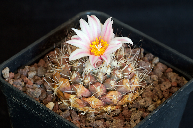 Turbinicarpus laui 