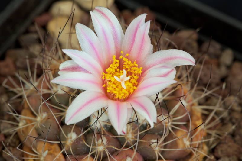 Turbinicarpus laui 