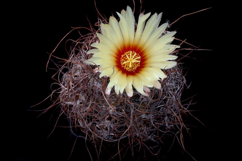 Astrophytum capricorne v. minor 