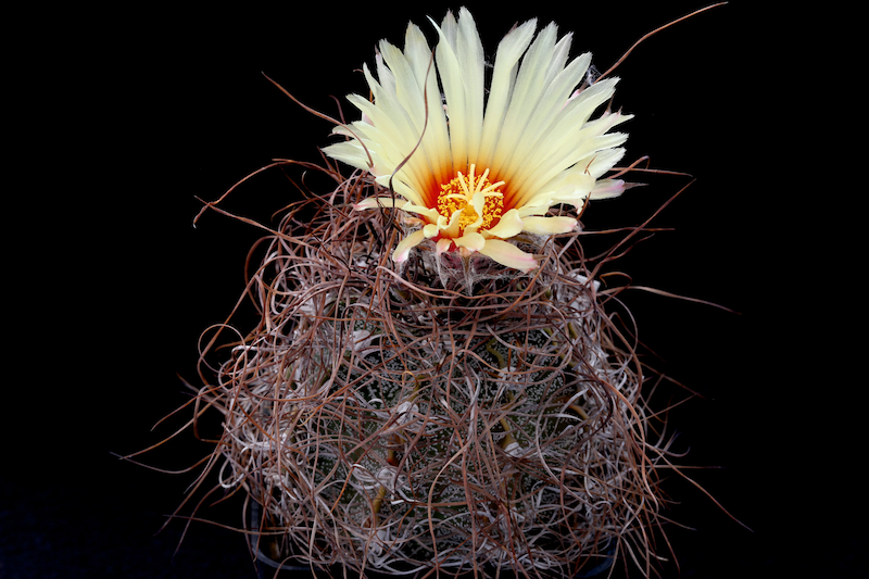 Astrophytum capricorne v. minor 