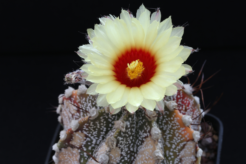 Astrophytum asterias x capricorne 