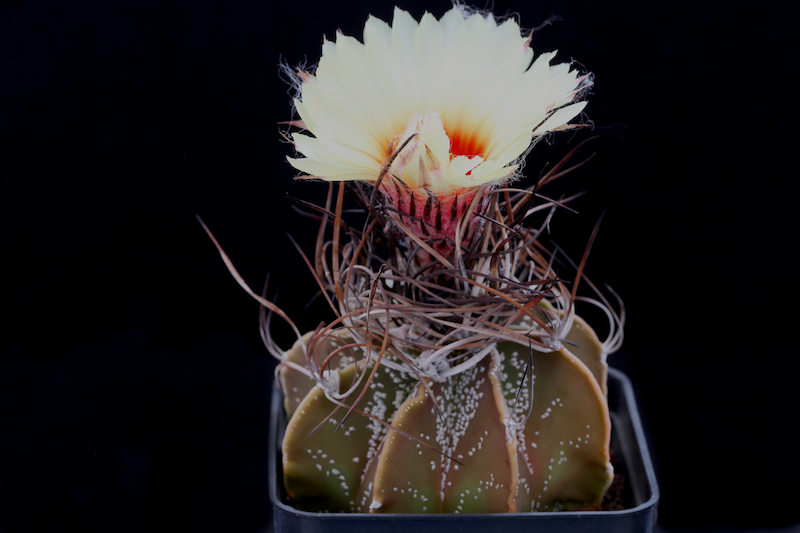 Astrophytum capricorne 