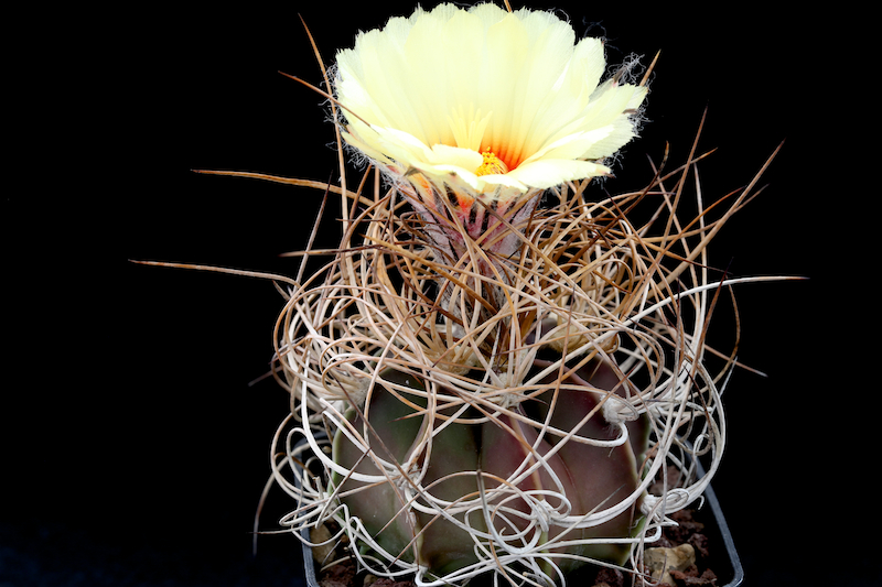 Astrophytum capricorne v. aureum 