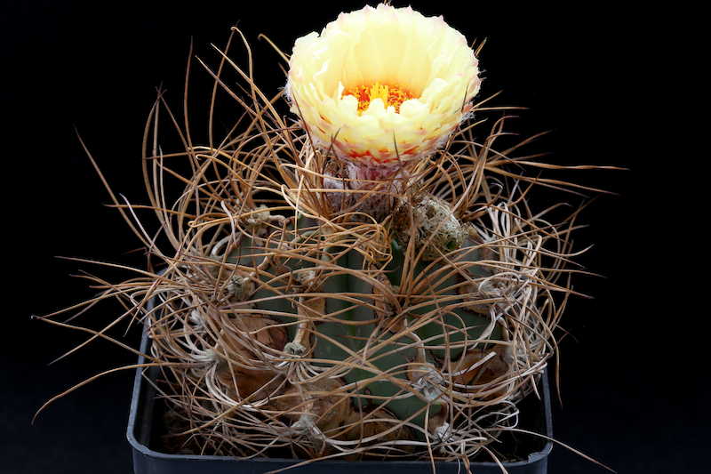 Astrophytum capricorne v. aureum 