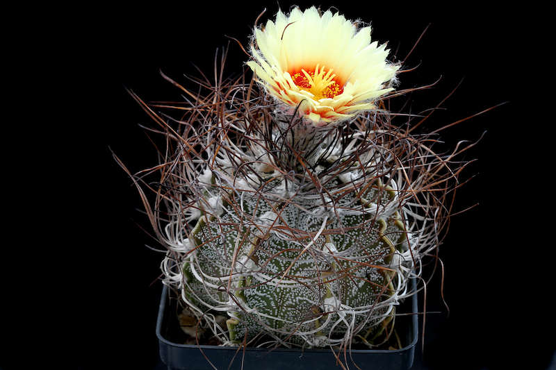 Astrophytum capricorne 