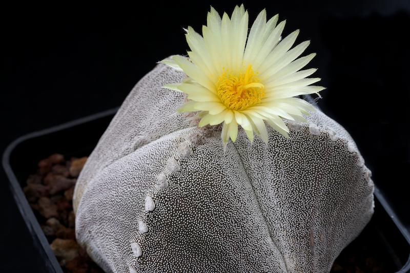 Astrophytum myriostigma f. tricostatum 